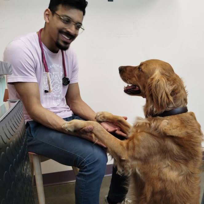 Dog holding paws with veterinarian before their surgery