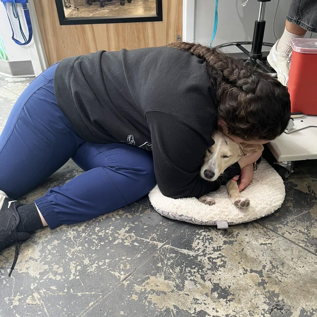 Small dog being held by a veterinarian at Paz South