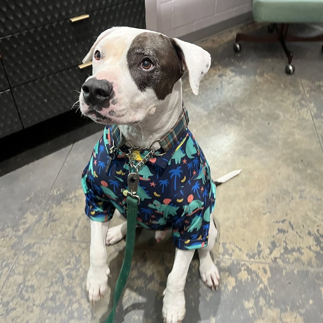 Happy dog on the way to a dermatology appointment