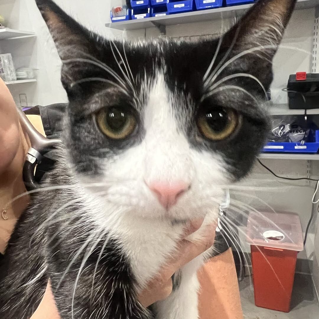 Cute cat receiving radiology treatment at Paz South Austin
